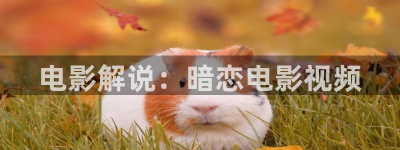 欧美久久久久视频