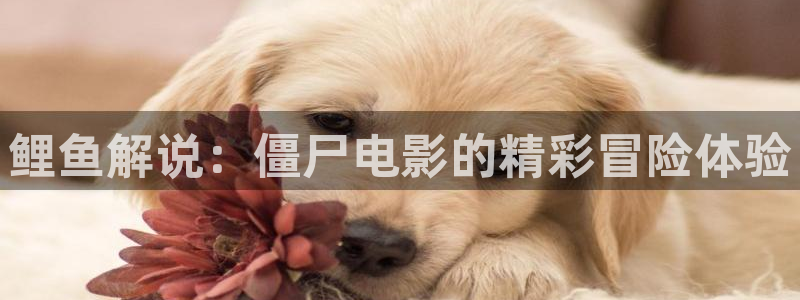 午夜精品久久久久久毛片777：鲤鱼解说：僵尸电影的精彩冒险体验